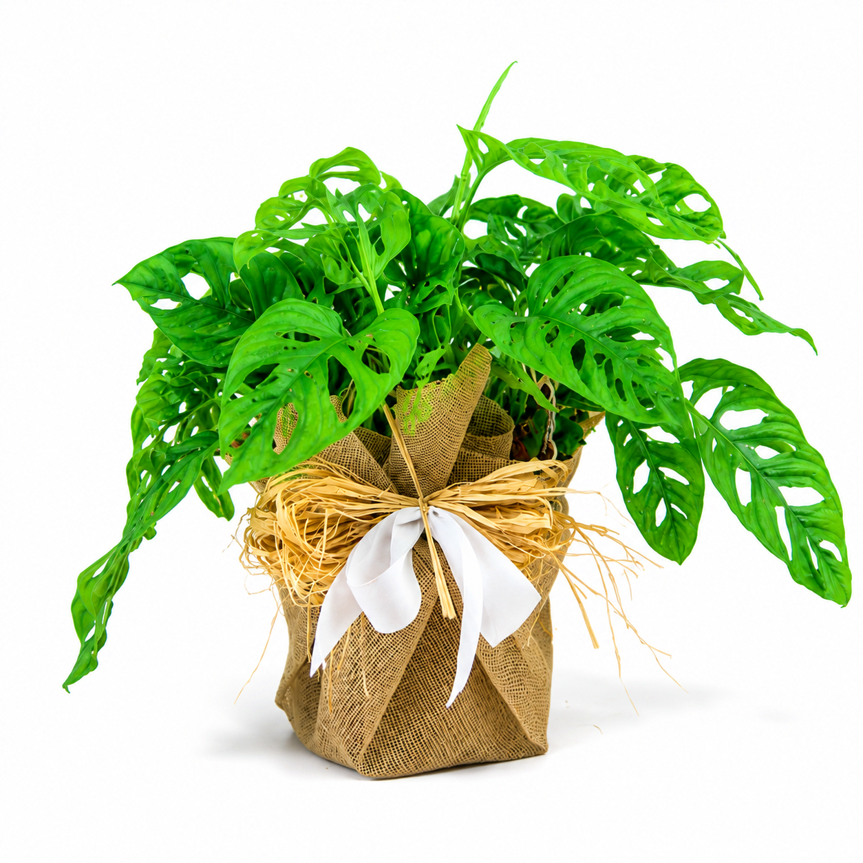 Monstera Monkey para decorar