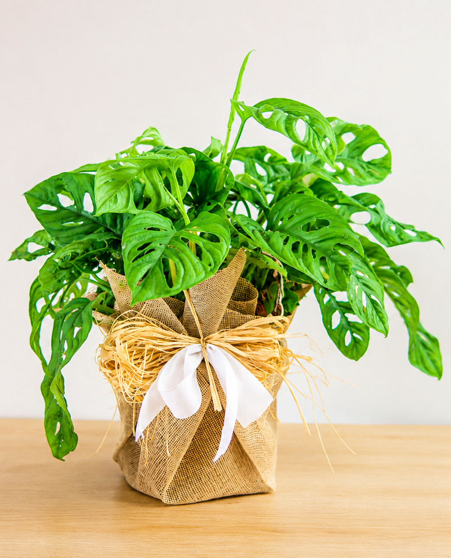 Monstera Monkey