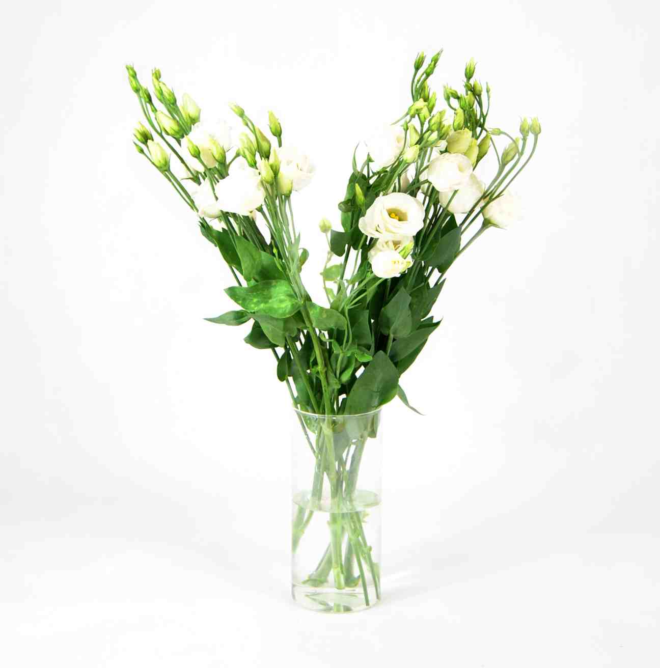 Comrpar Lisiantums blanco pra decoración