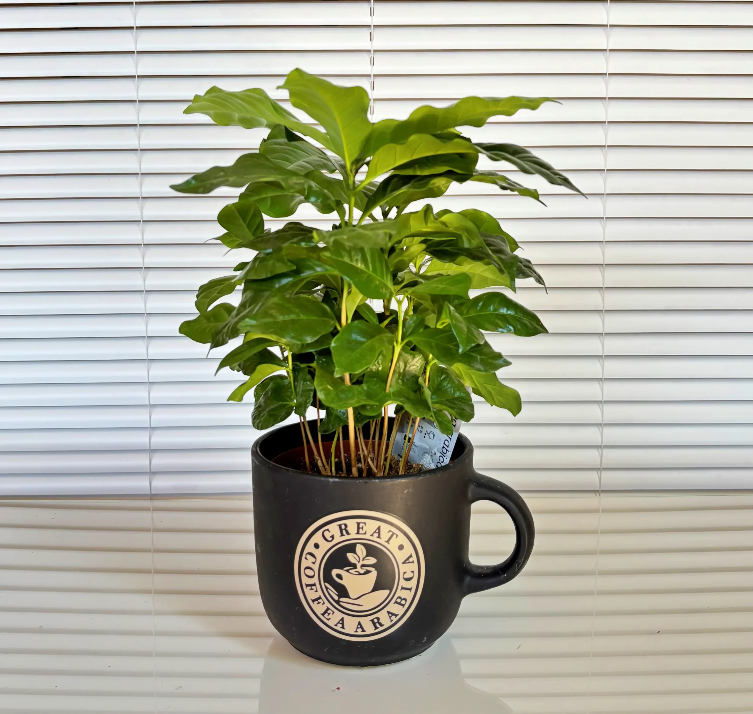 Decoración Planta de café (Coffea arabica)