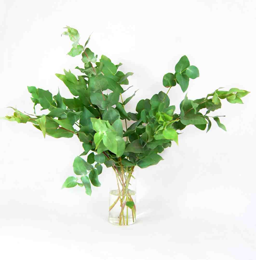 Eucalipto Cinerea fresco