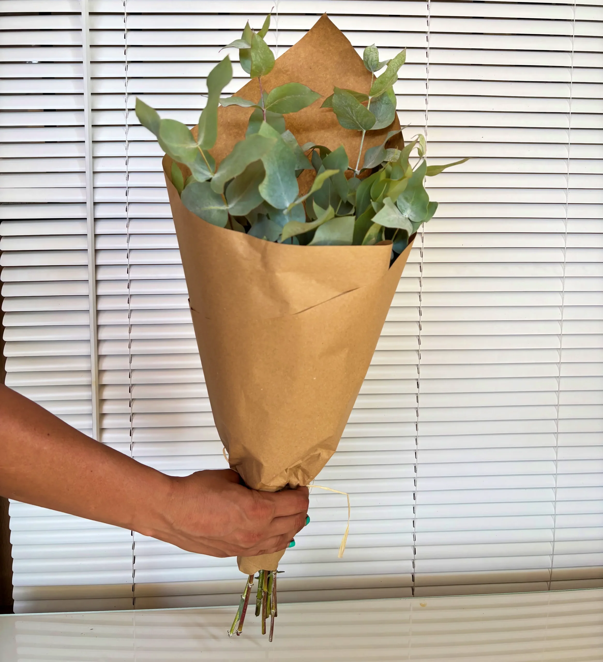 Eucalipto Cinerea fresco pra decoración