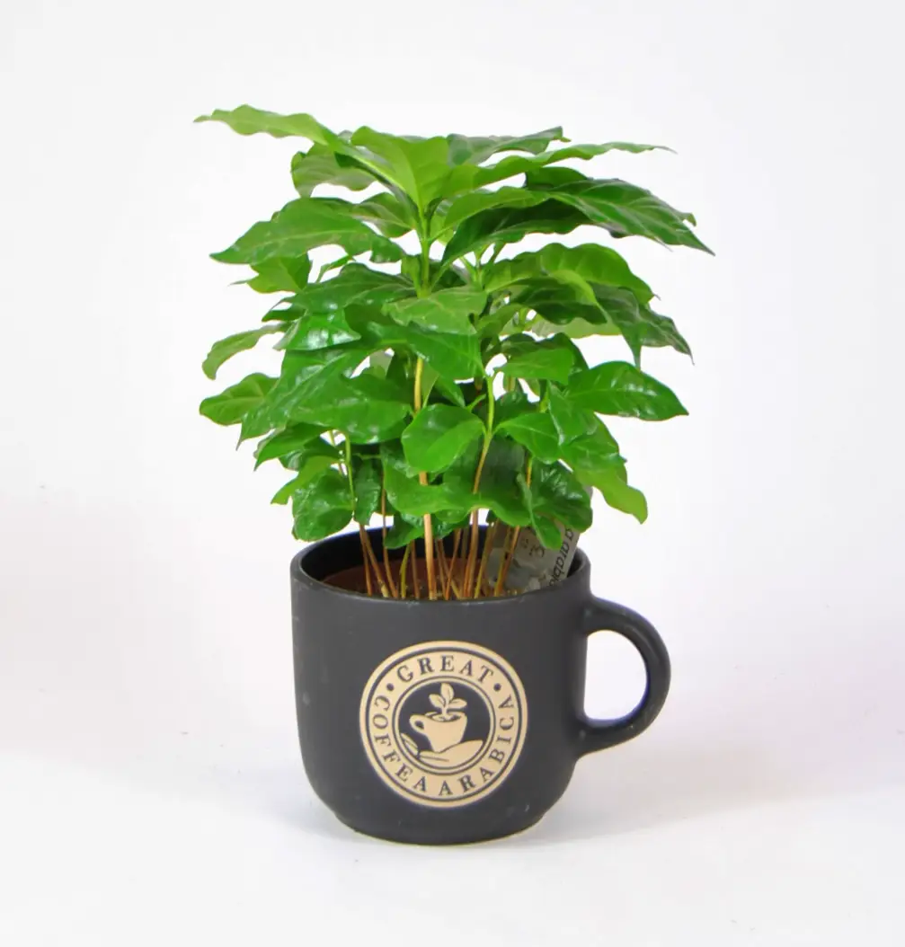 Planta de café (Coffea arabica)