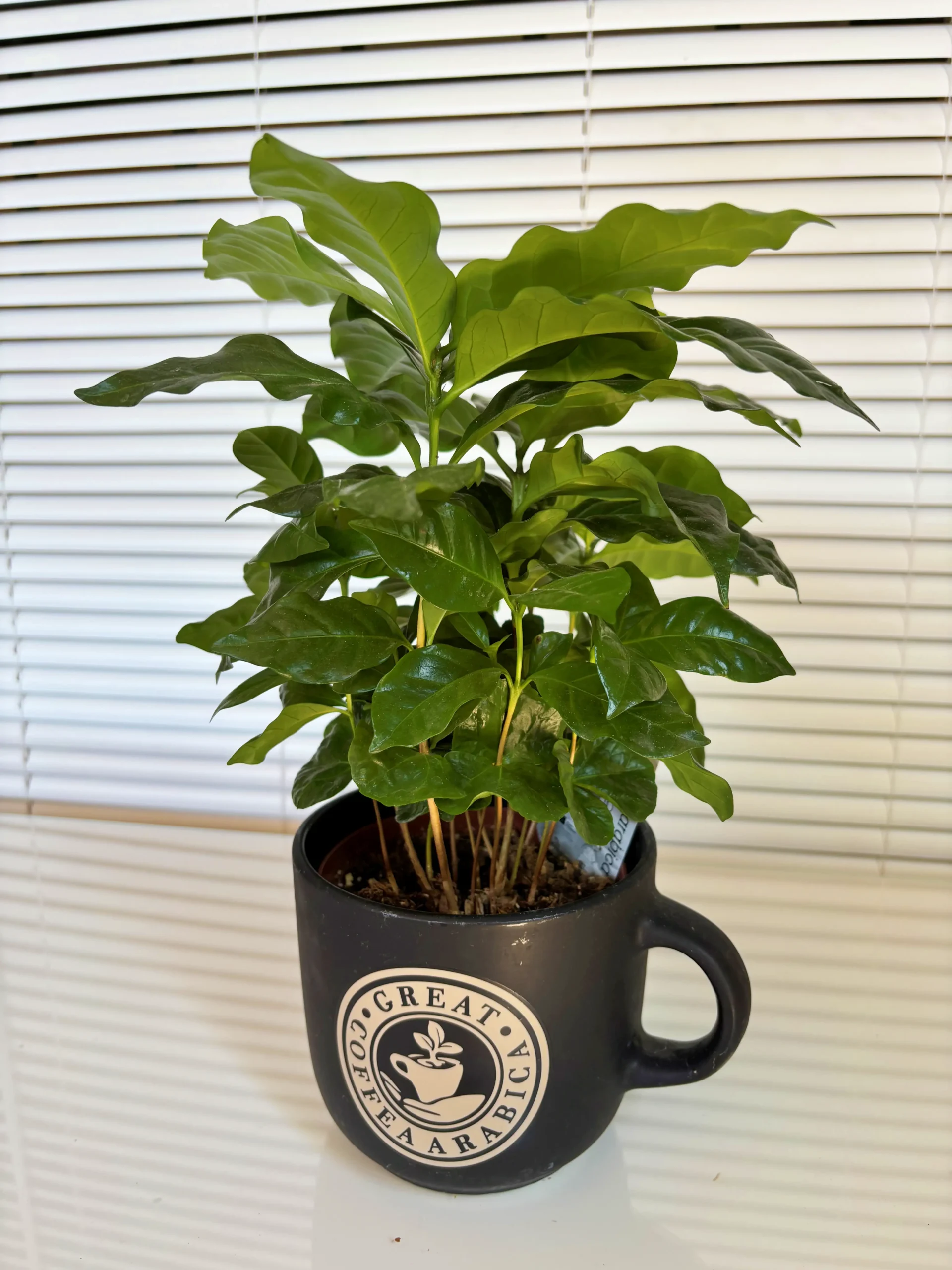 Planta de café (Coffea arabica) para decoración