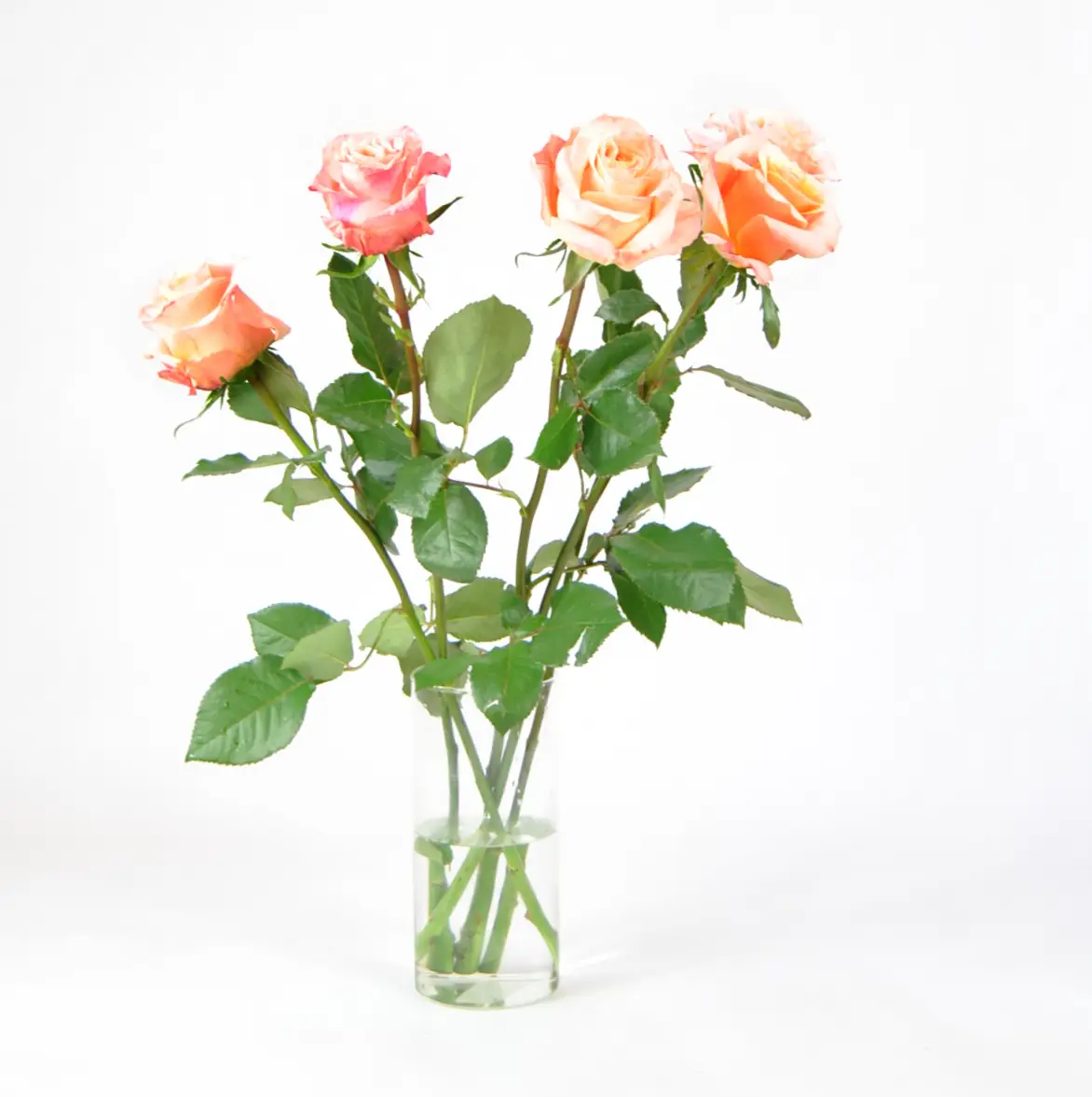 Rosas rosa frescas