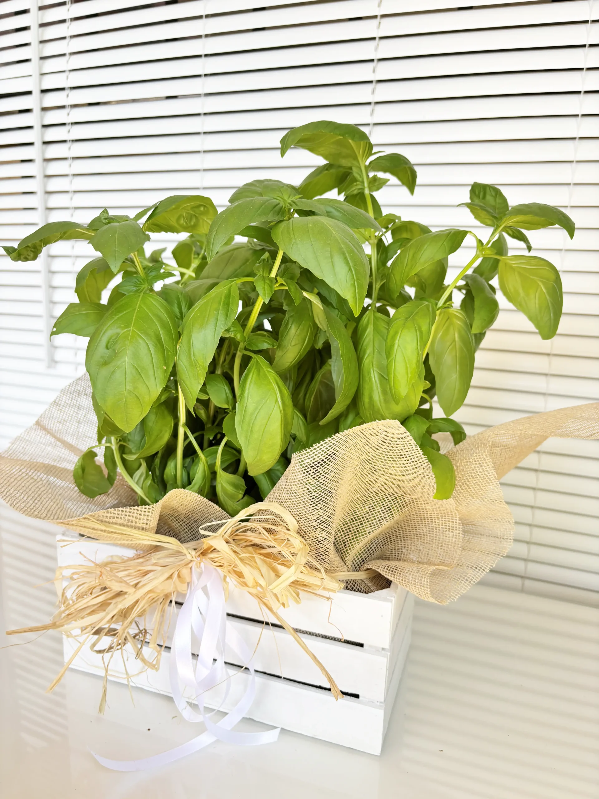 albahaca con jardinera