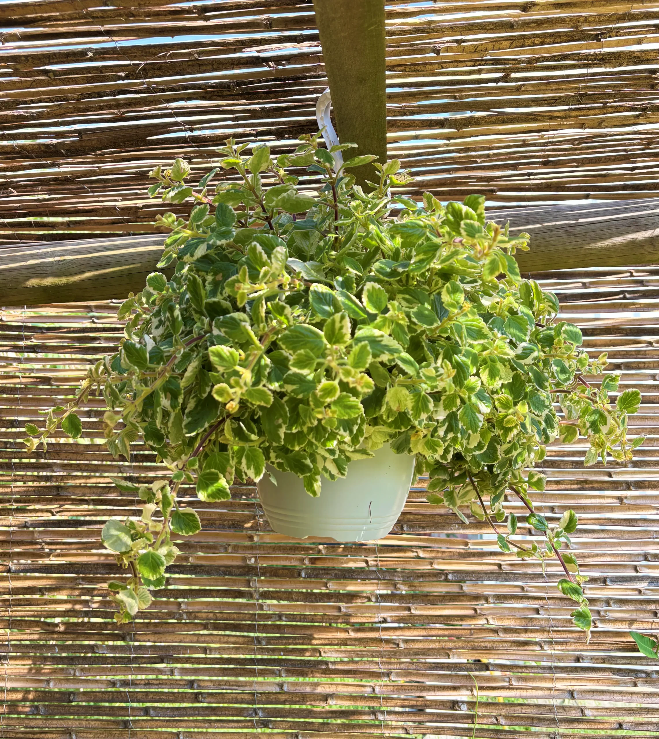 Planta del Dinero Matizada