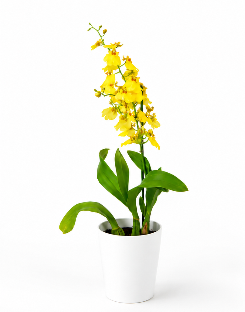 Oncidium exótico