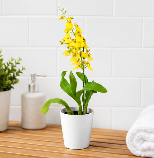 Oncidium exótico