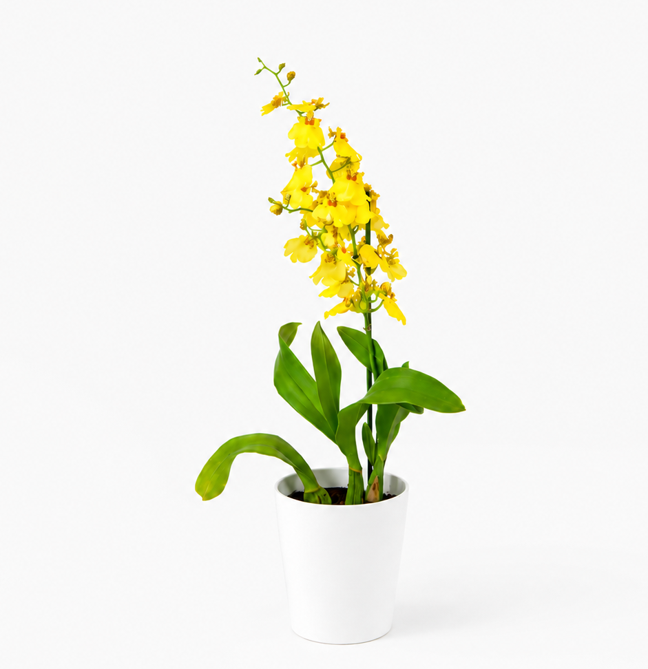 Oncidium exótico