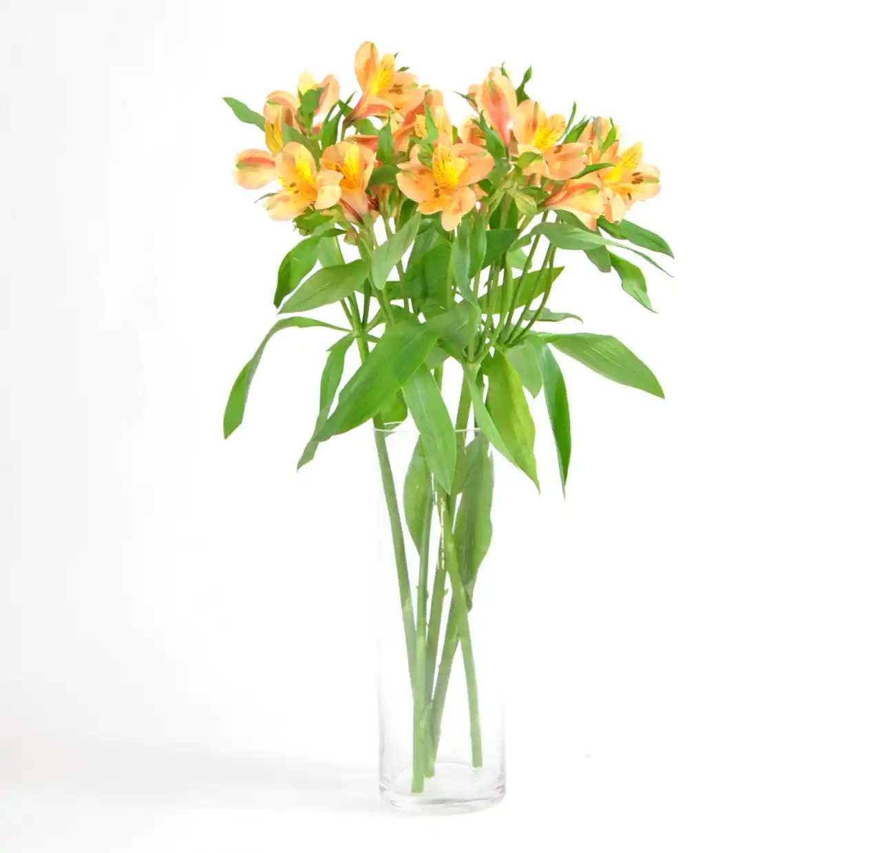 Alstroemeria naranja