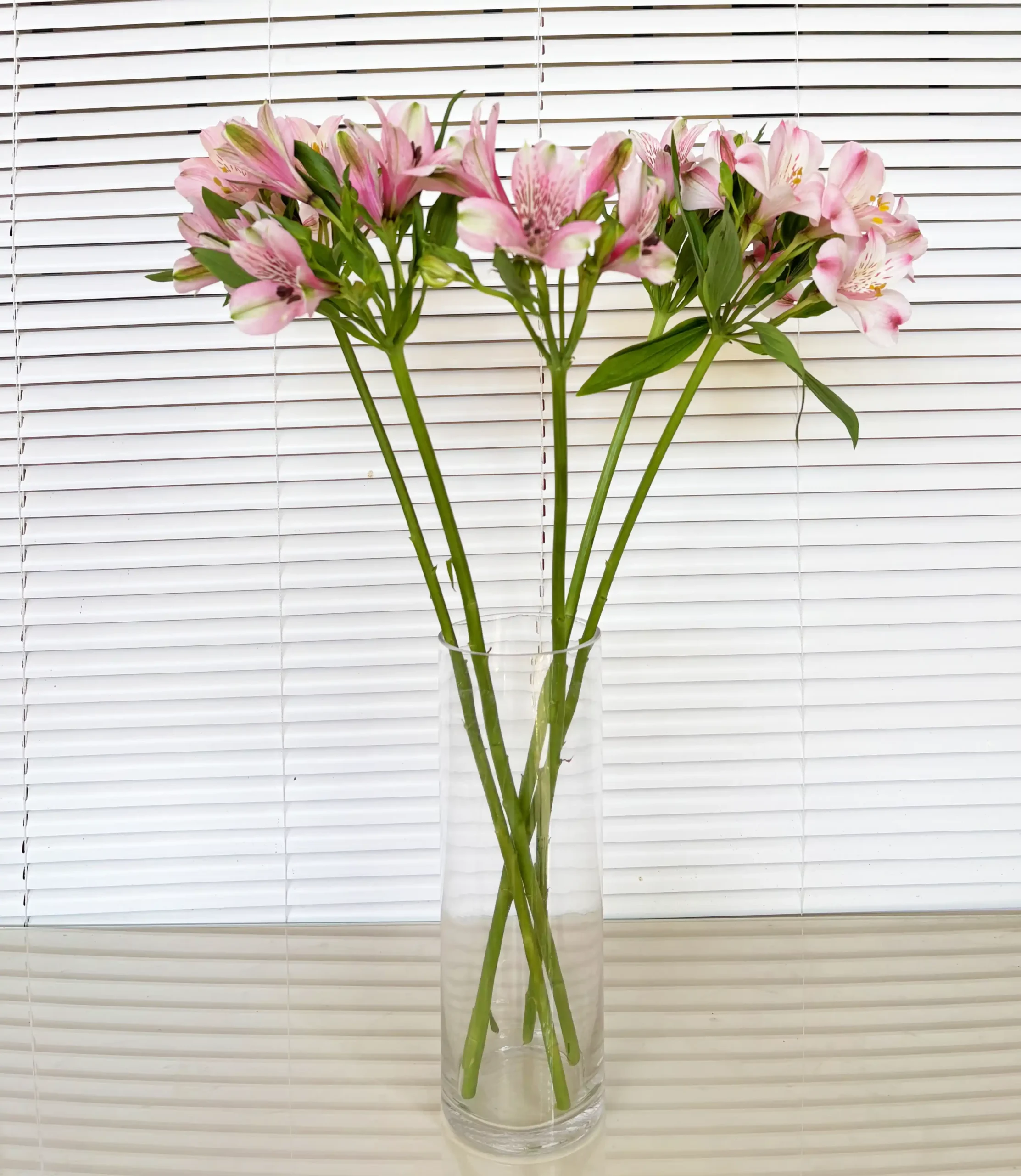 Alstroemeria rosa