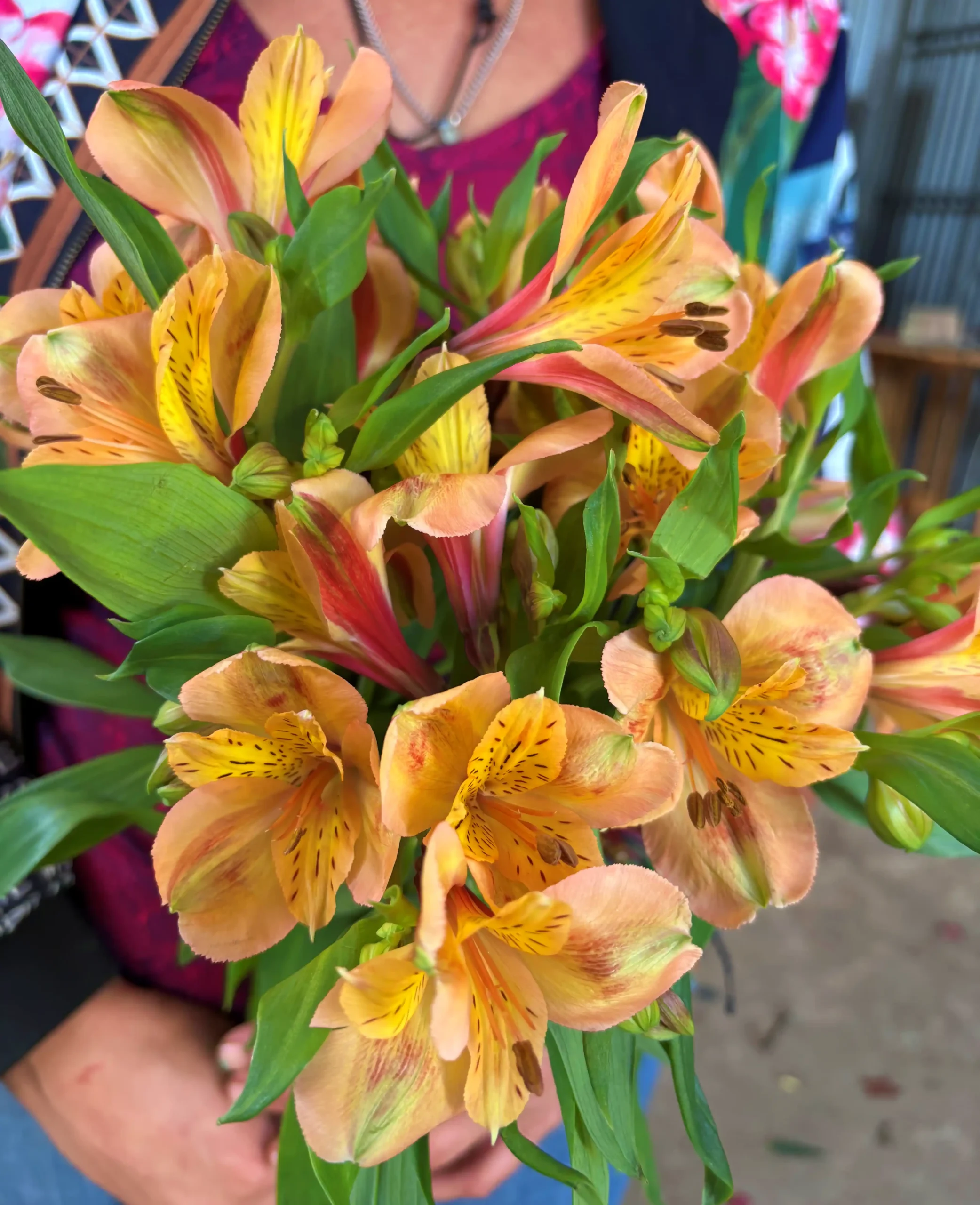 Alstroemeria naranja