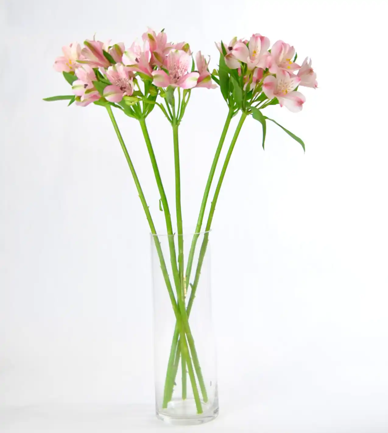 Alstroemeria rosa