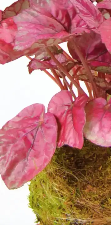 Pack Red: Vriesea Era y Begonia Rex