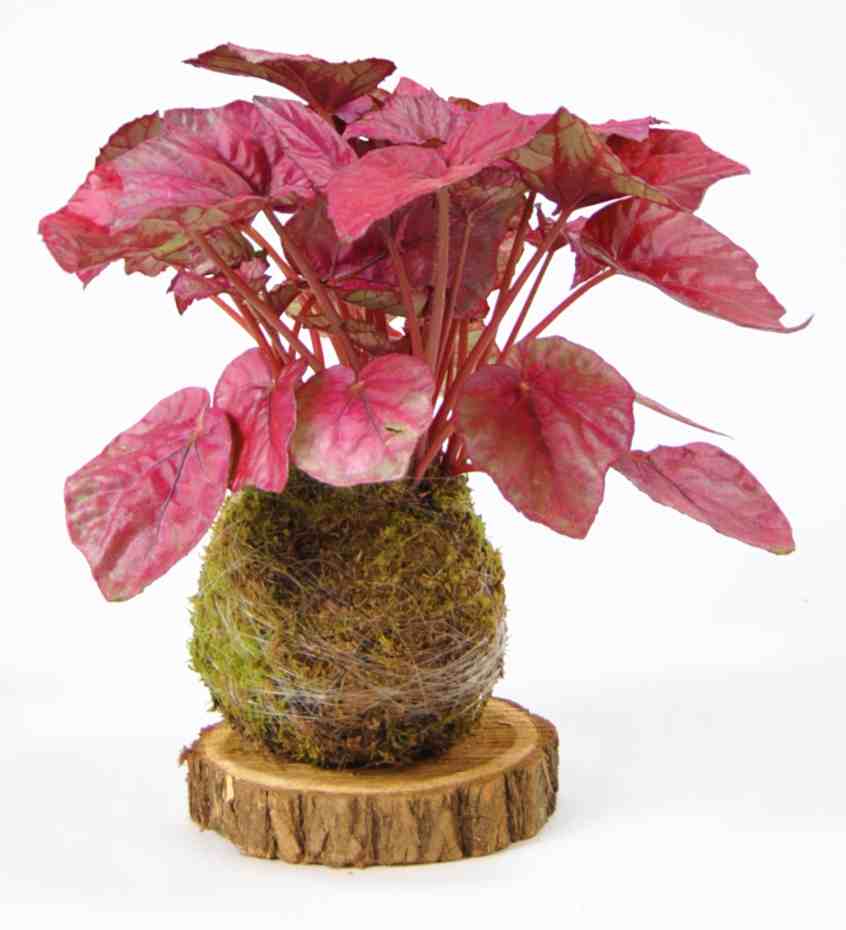 Pack Red: Vriesea Era y Begonia Rex