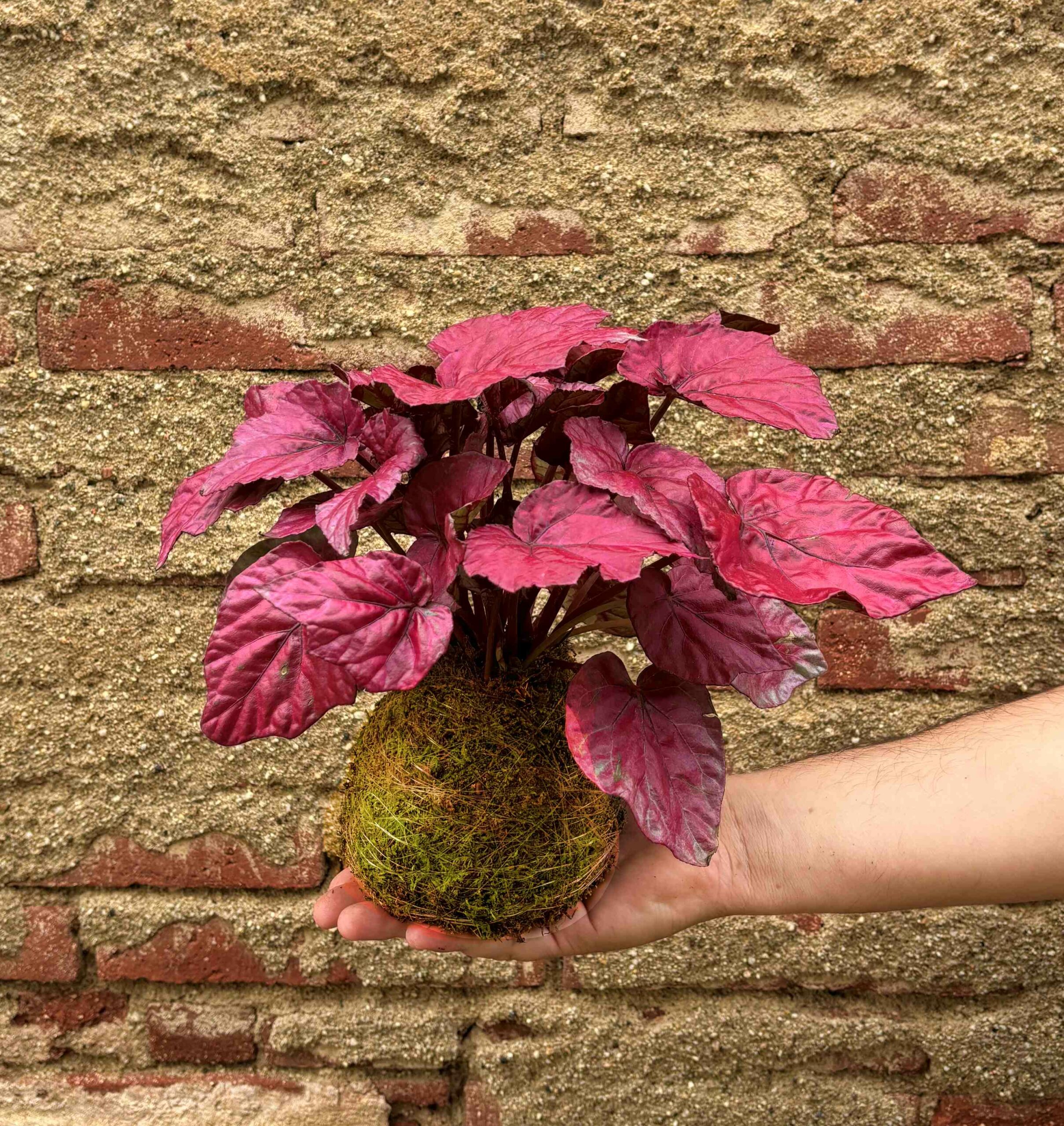 Pack Red: Vriesea Era y Begonia Rex