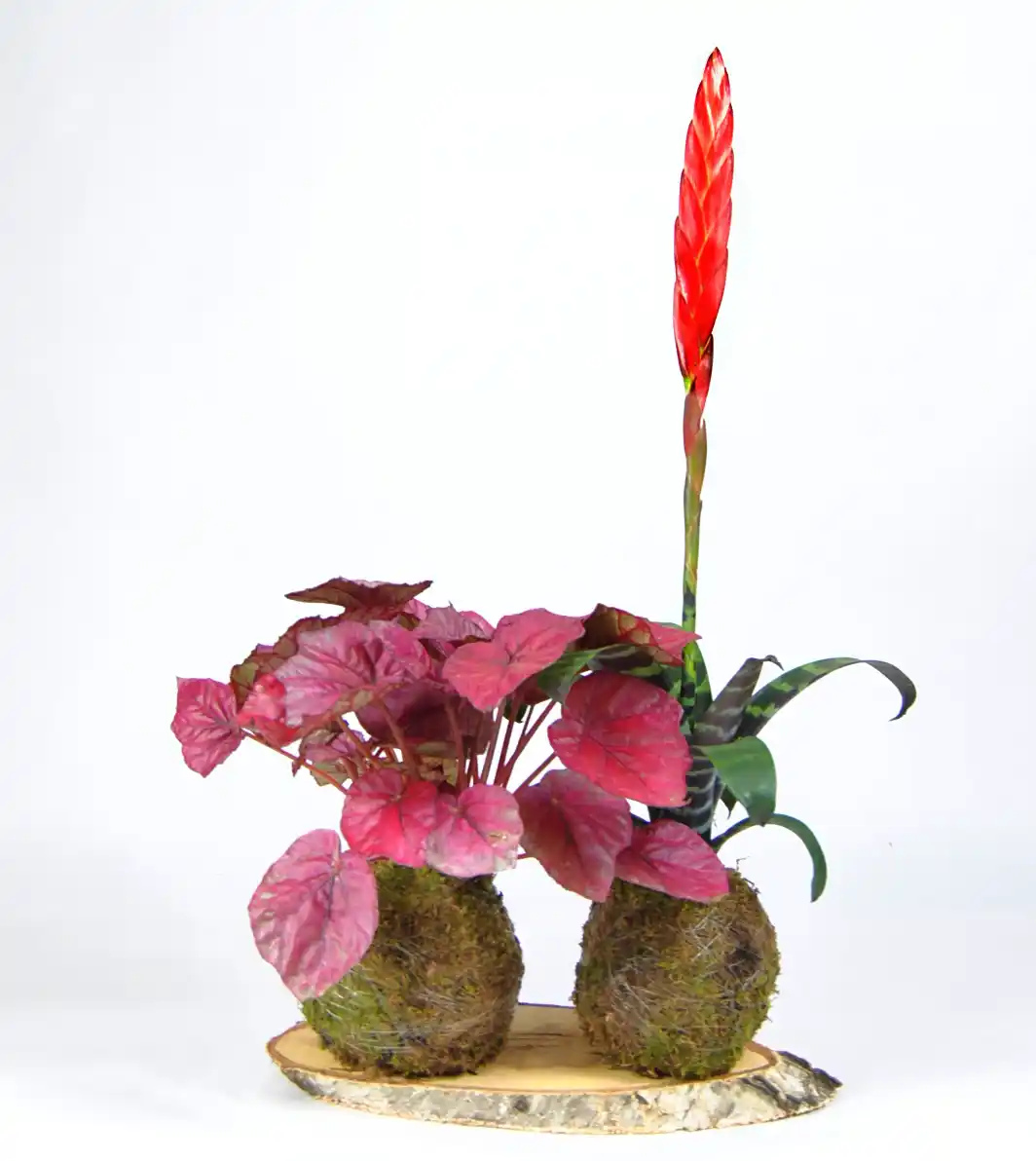 Pack Red: Vriesea Era y Begonia Rex