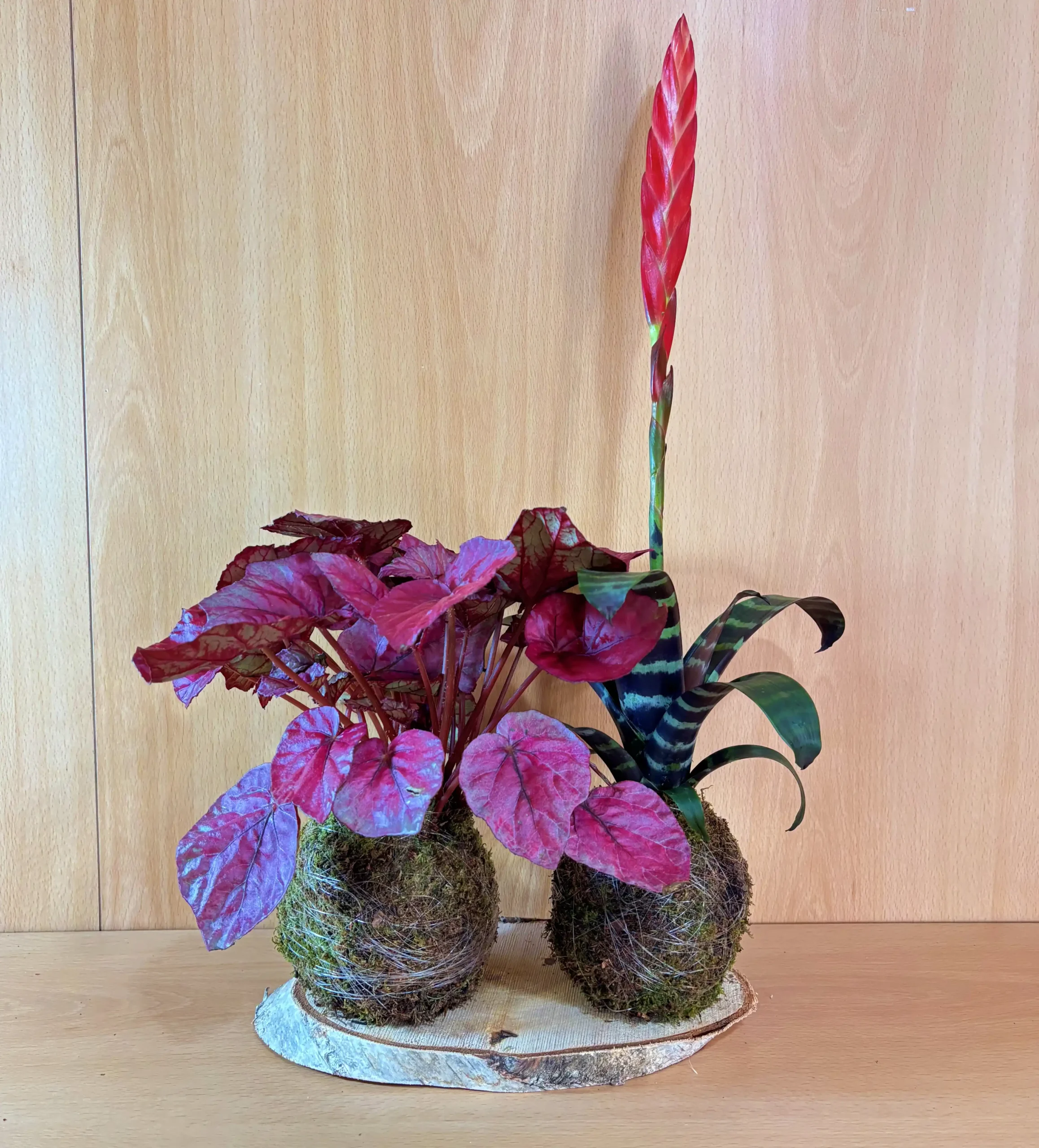 Pack Red: Vriesea Era y Begonia Rex