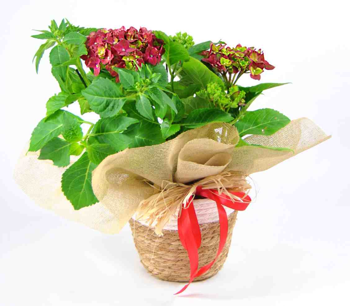 Hortensia granate