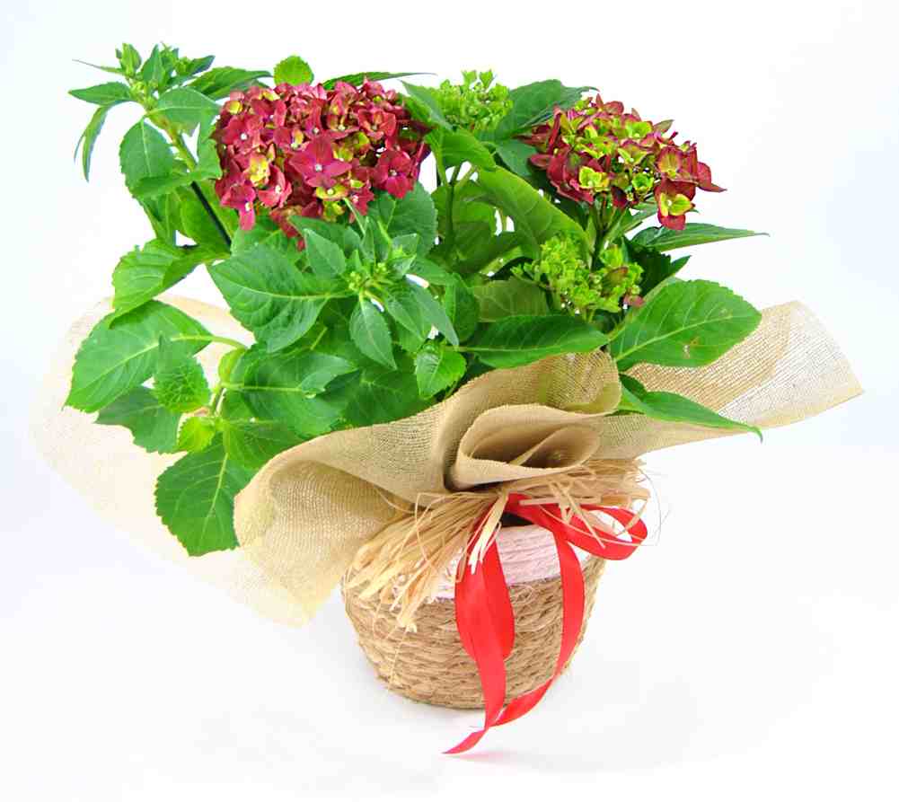 Hortensia granate