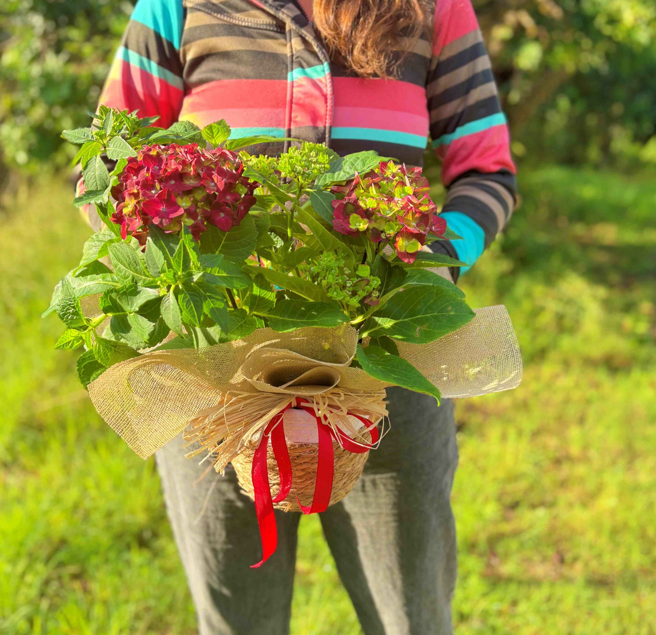 Hortensia granate