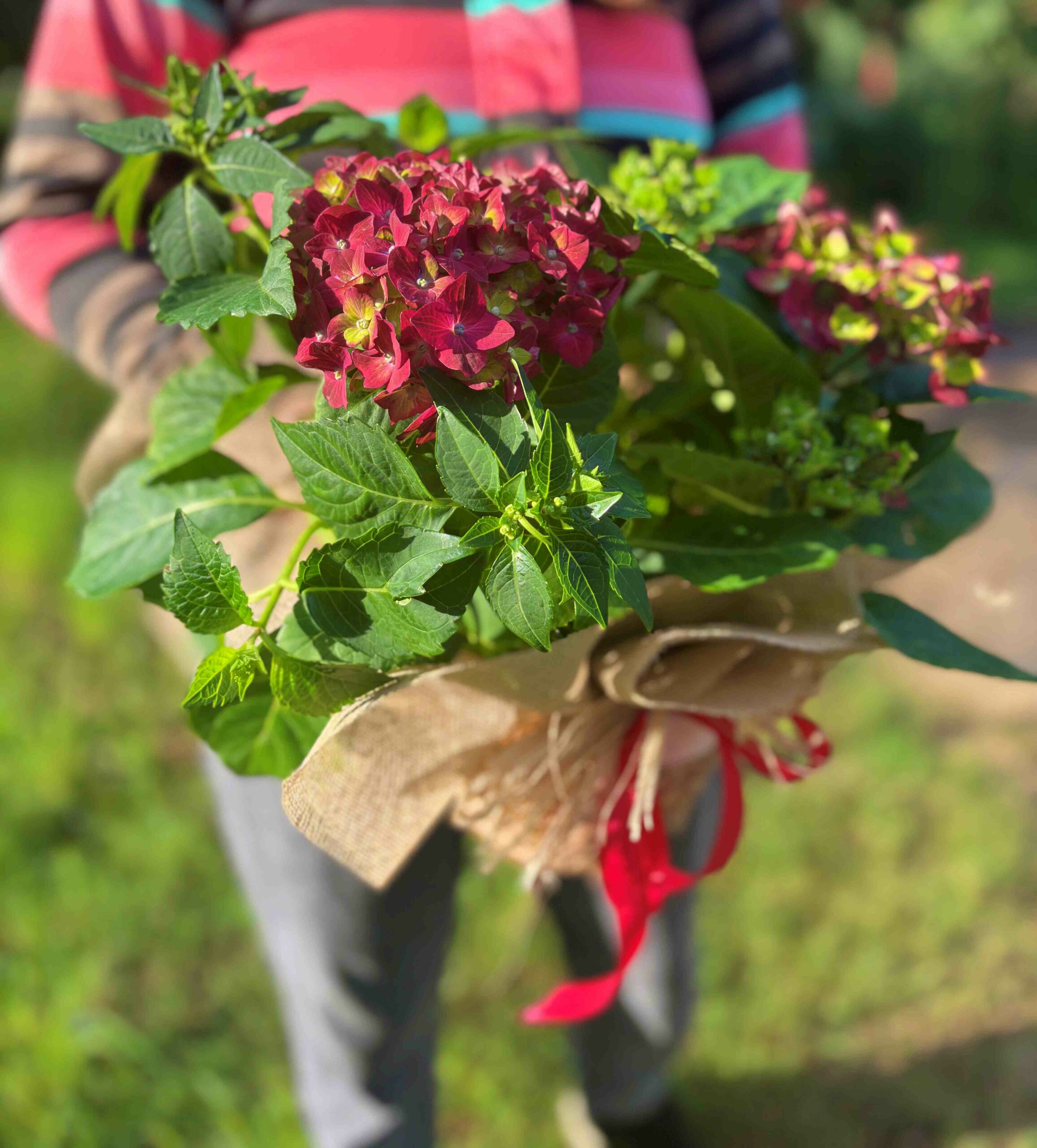 Hortensia granate