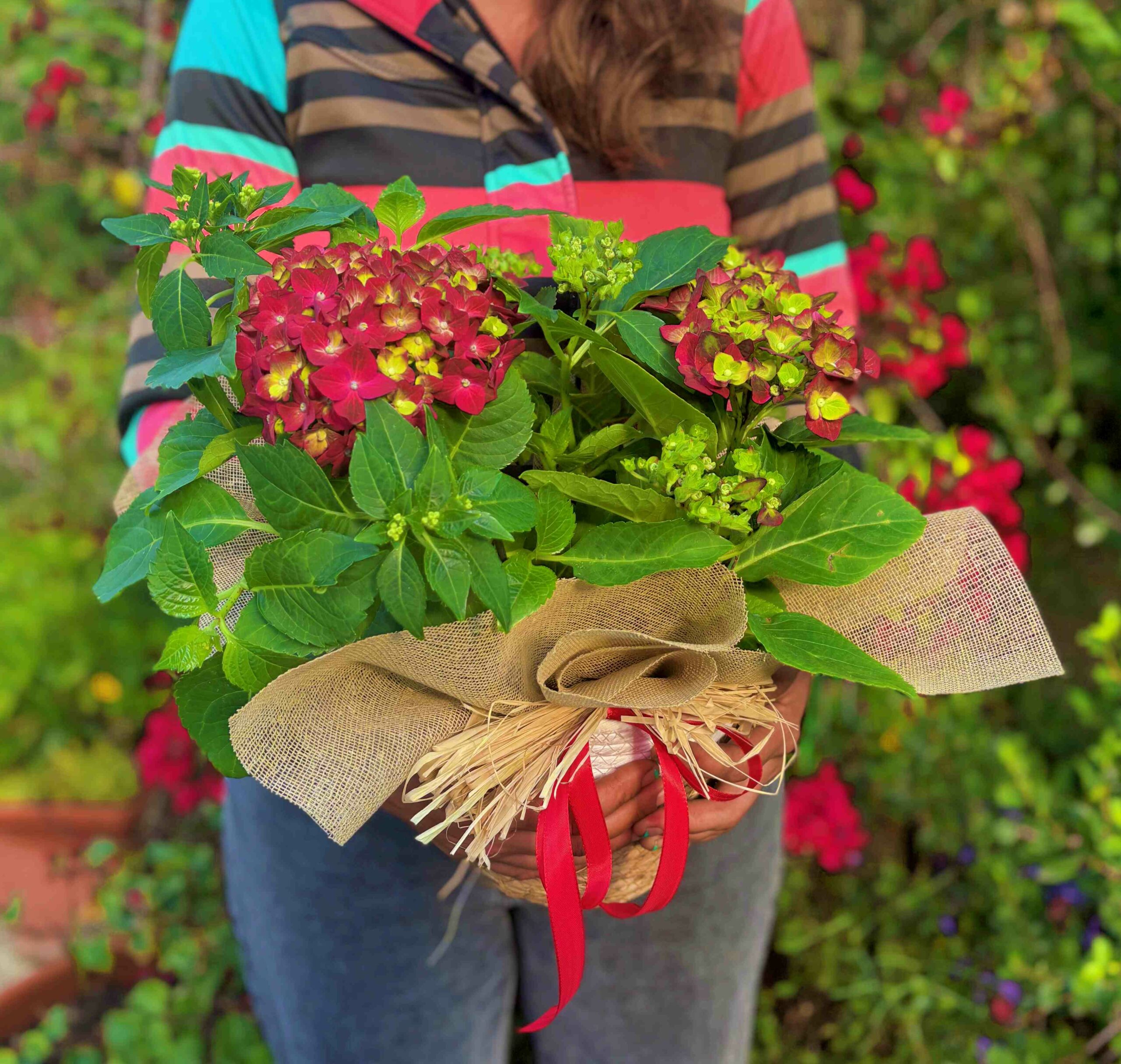 Hortensia granate