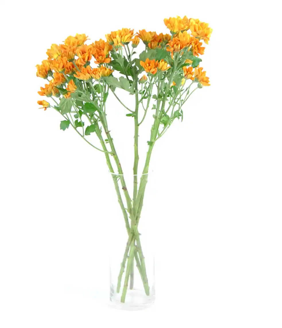 margarita-naranja-flores-para-decorar