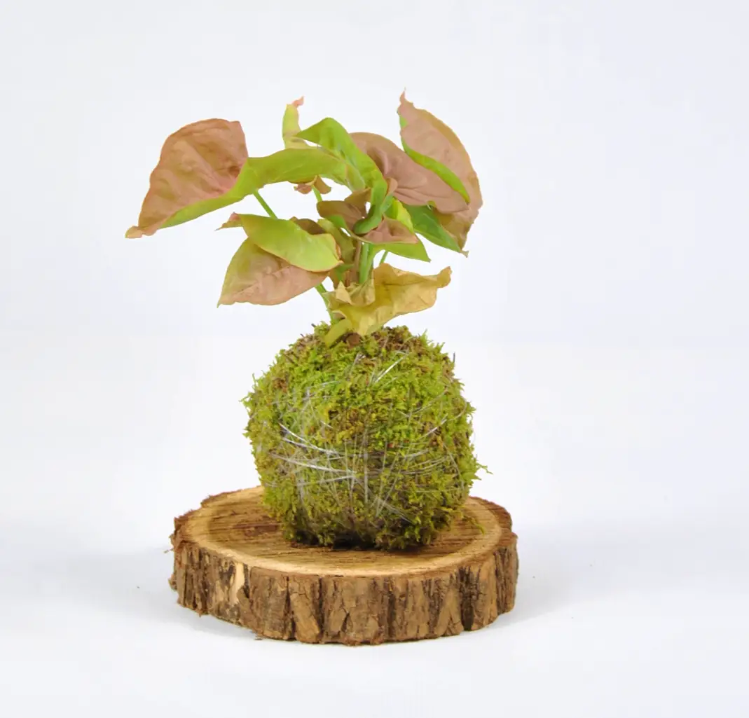 Kokedama de Syngonio Neon