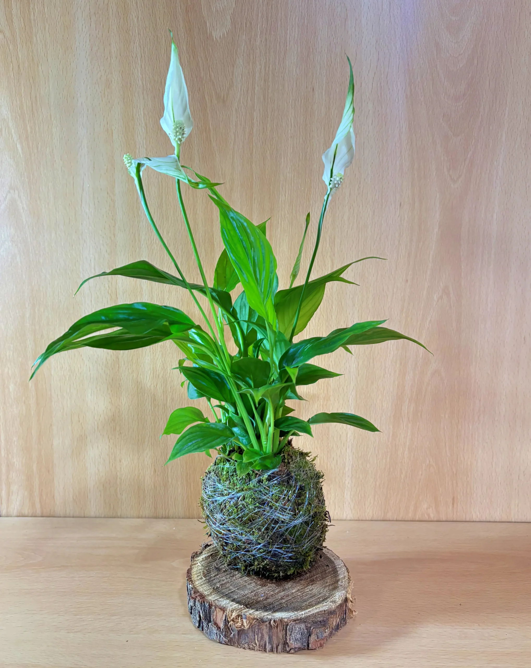 Kokedama de Spathiphyllum