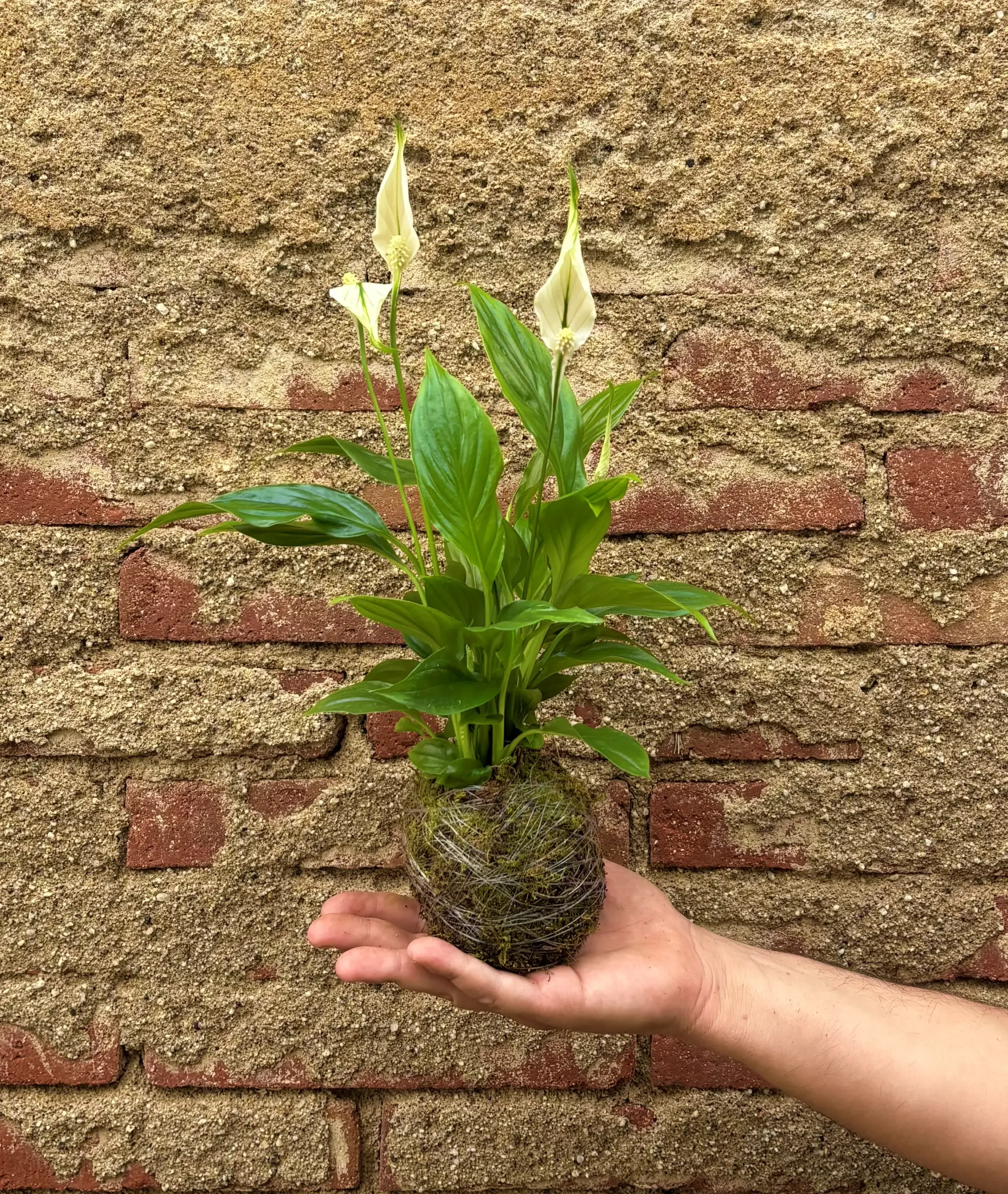 Kokedama de Spathiphyllum