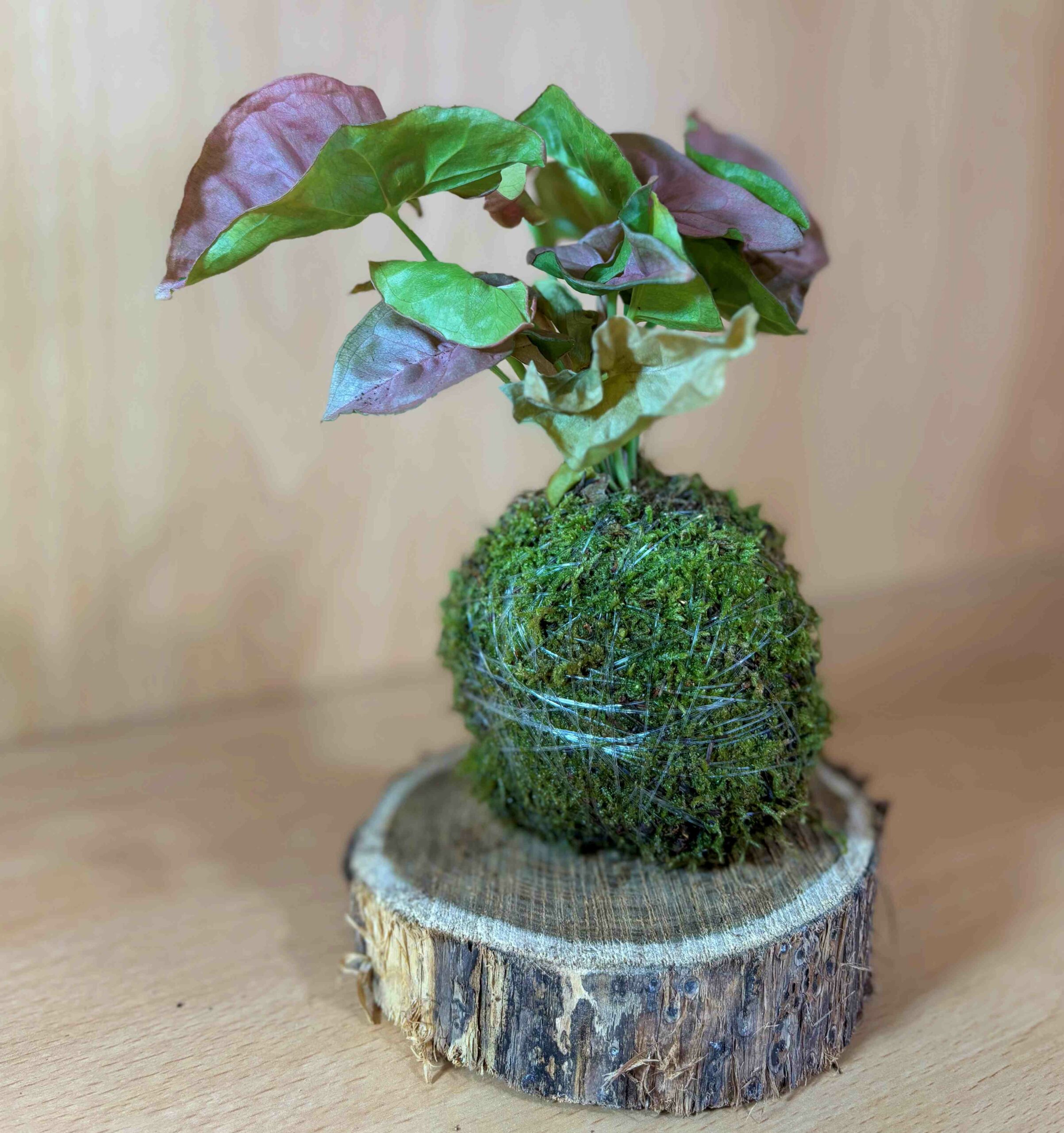 Kokedama de Syngonio Neon