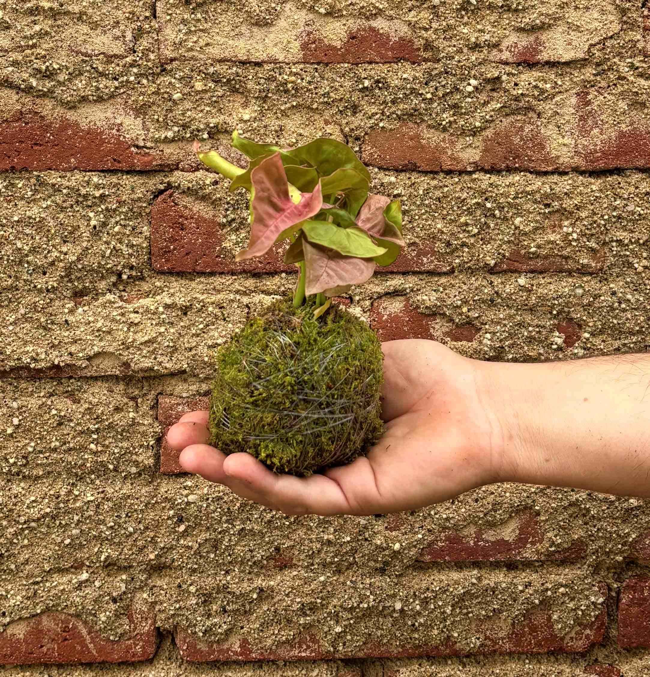 Kokedama de Syngonio Neon