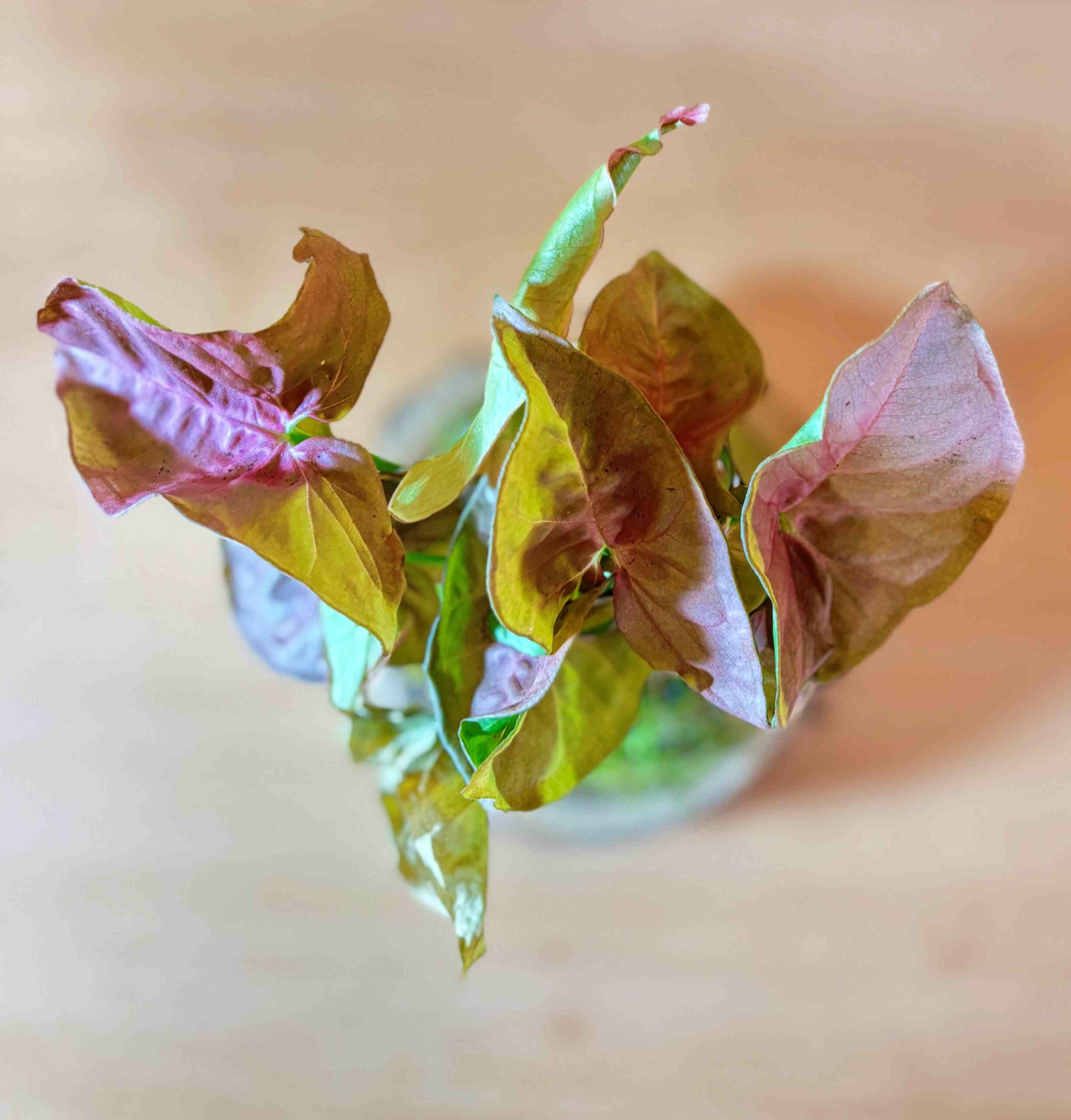 Kokedama de Syngonio Neon