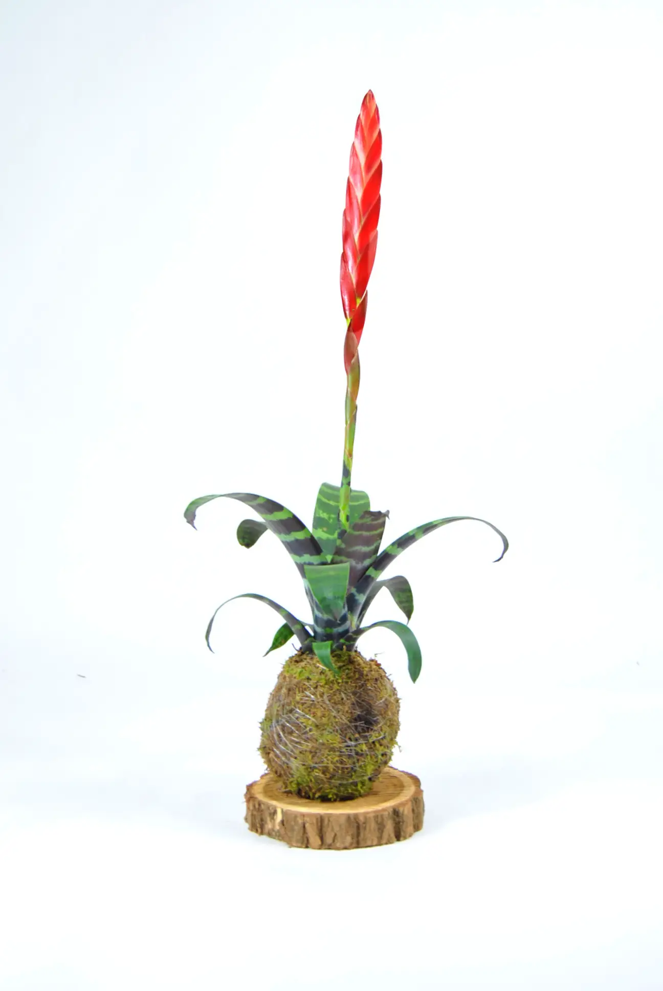 Kokedama Vriesea Era