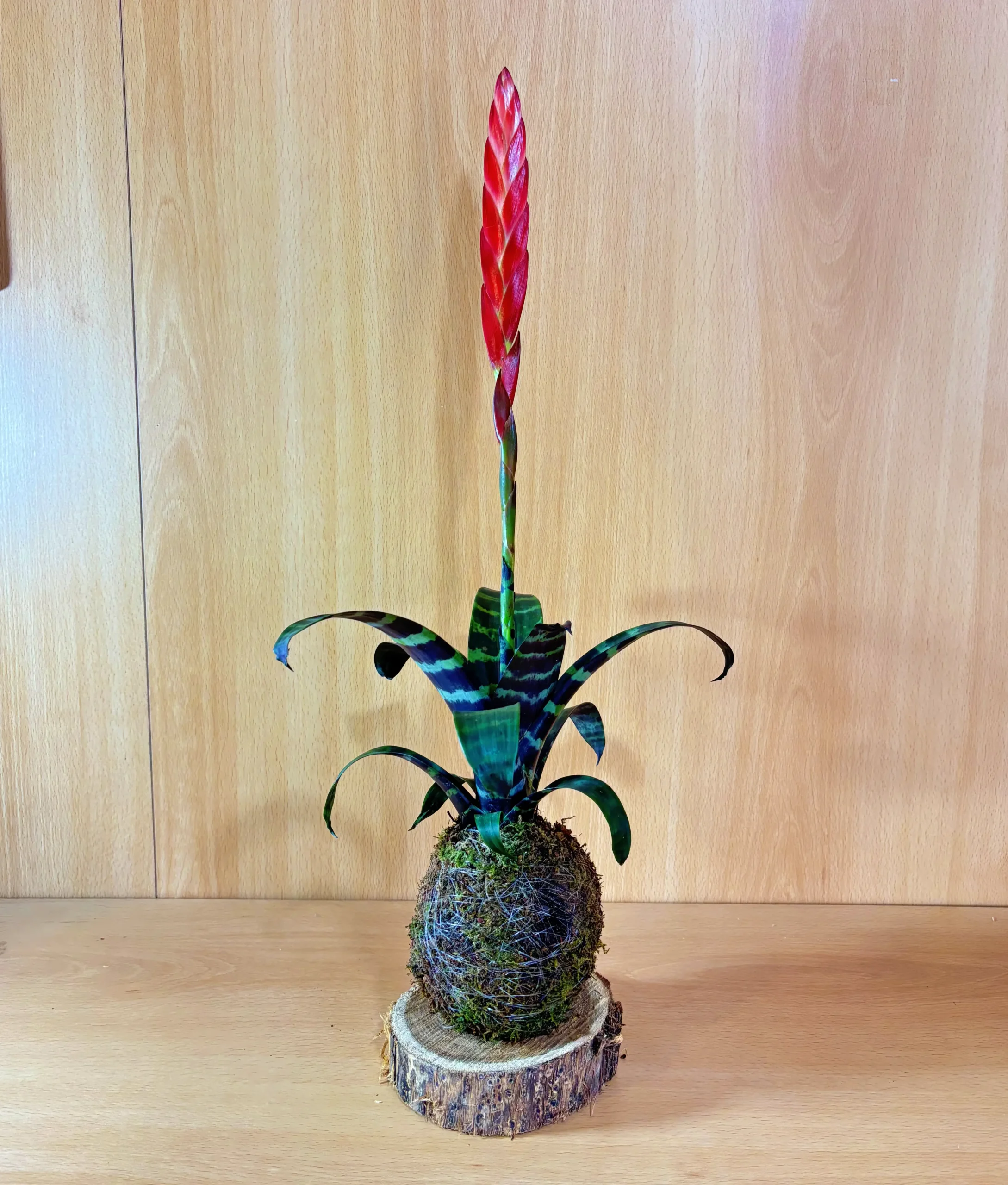 Pack Red: Vriesea Era y Begonia Rex