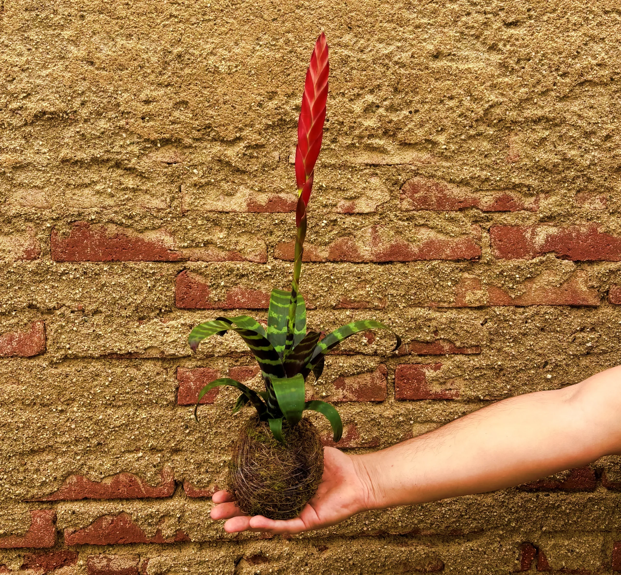 Pack Red: Vriesea Era y Begonia Rex