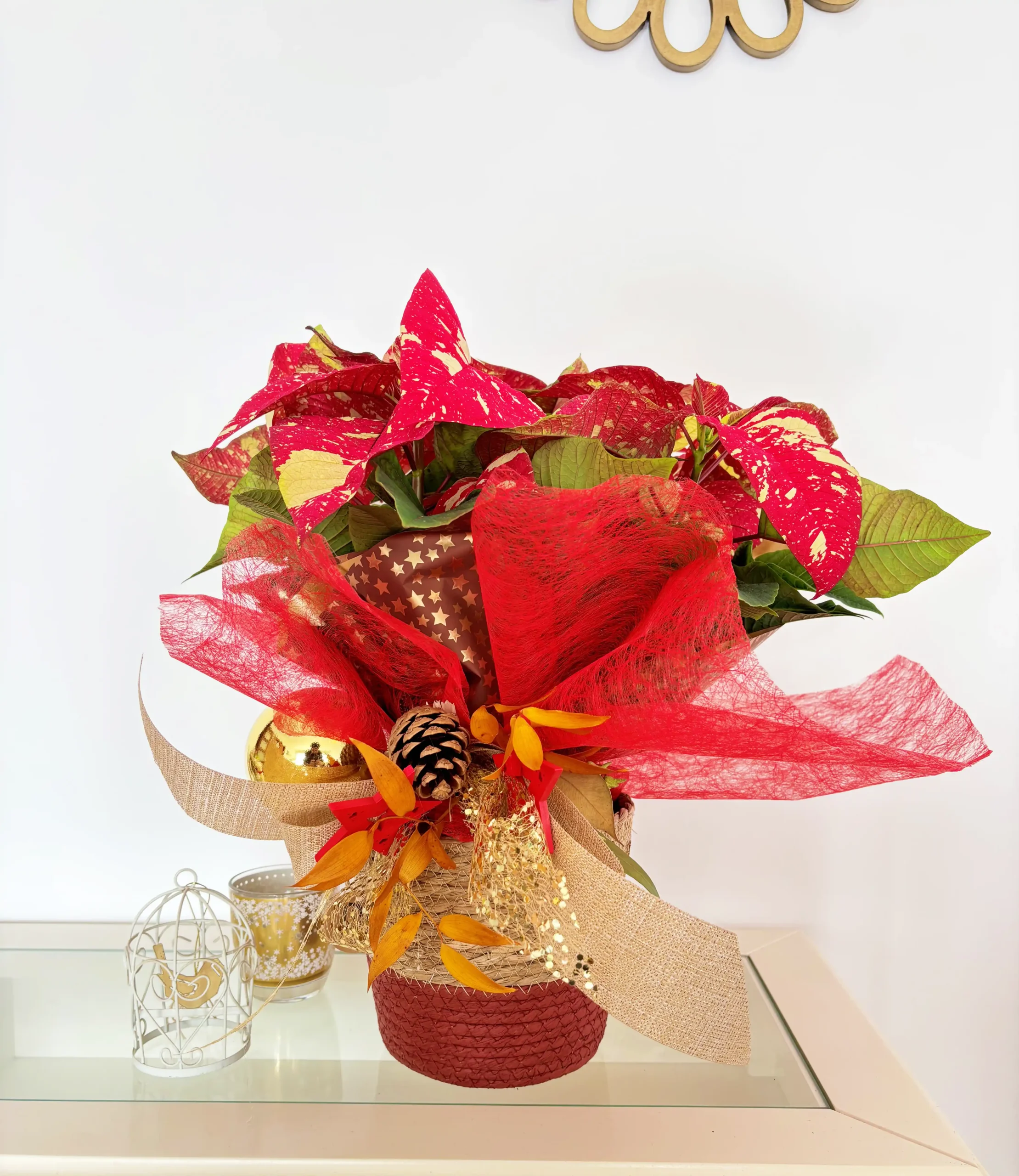 Poinsettia Picasso Elegance