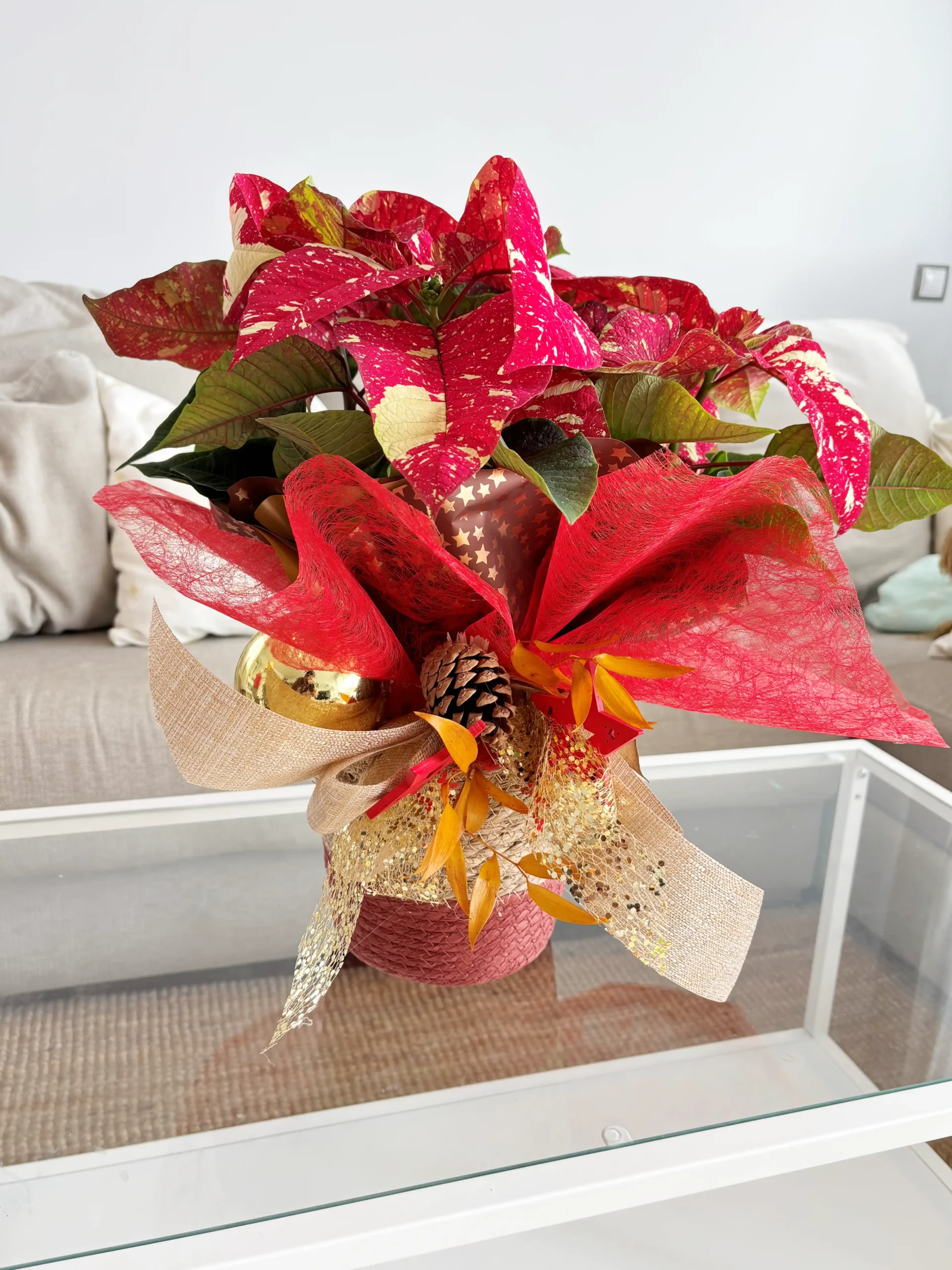 Poinsettia Picasso Elegance