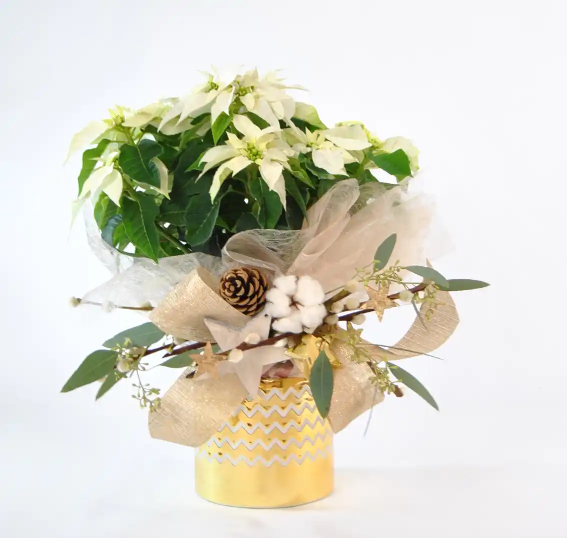 Poinsettia Blanca Gold - Comprar Poinsettia blanca de Navidad online