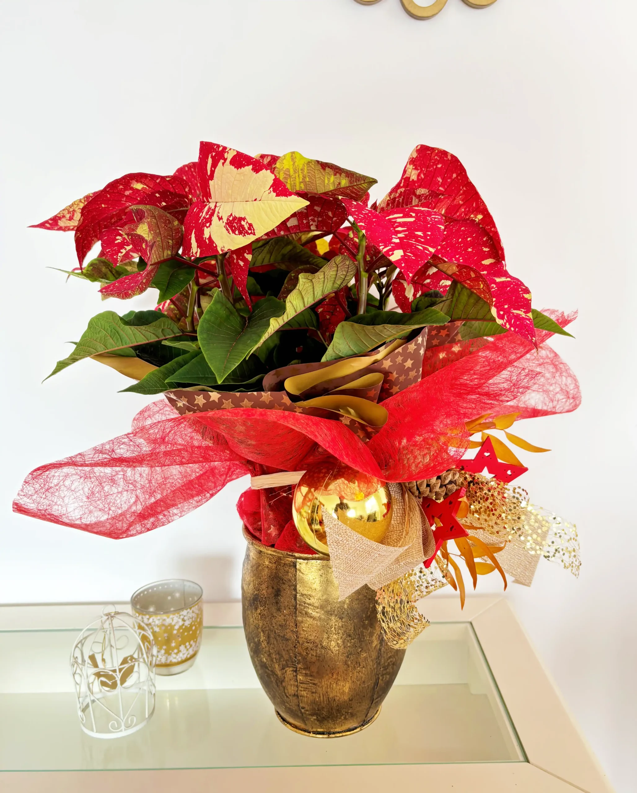Poinsettia Picasso Gold
