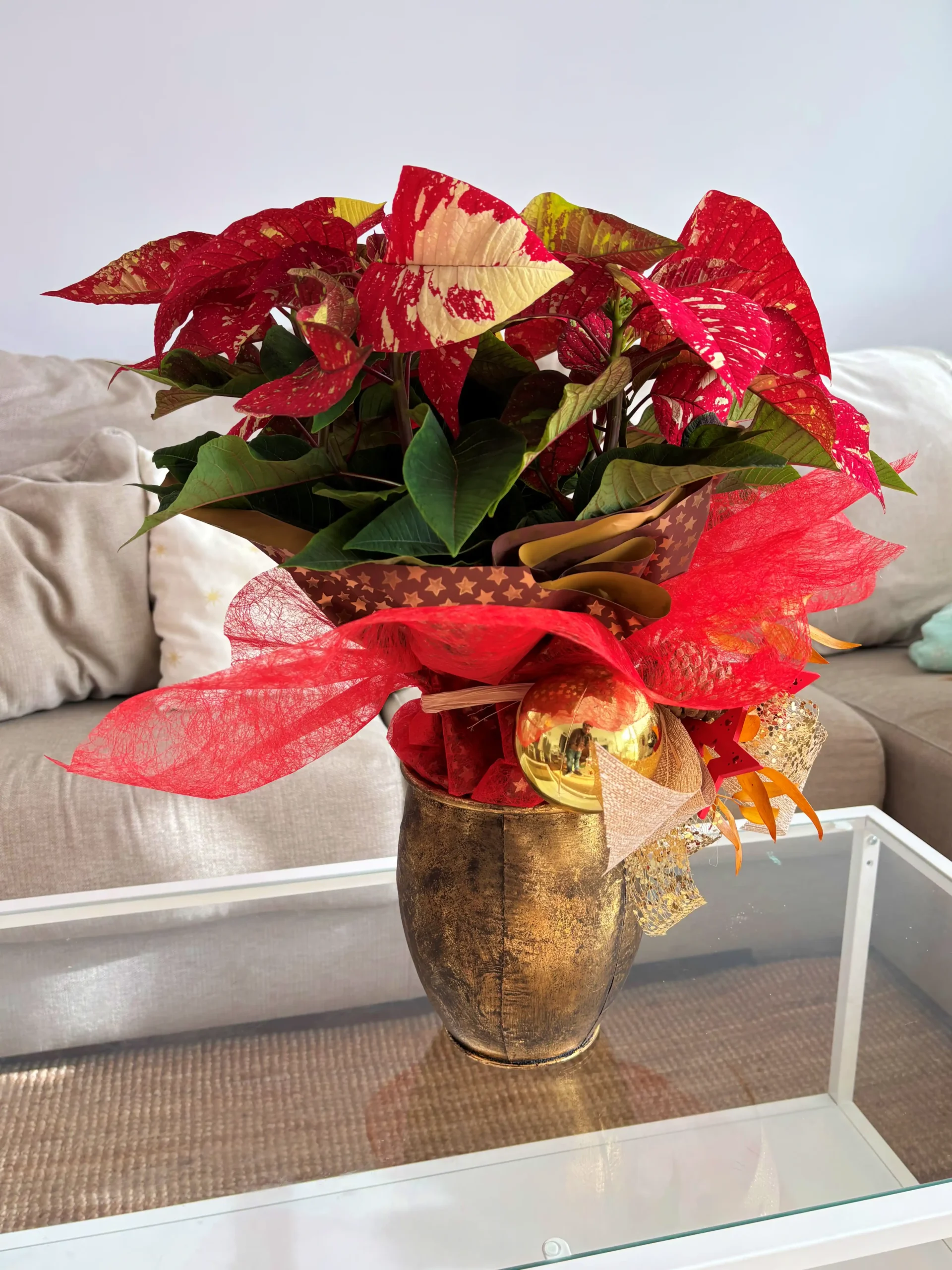 Poinsettia Picasso Gold