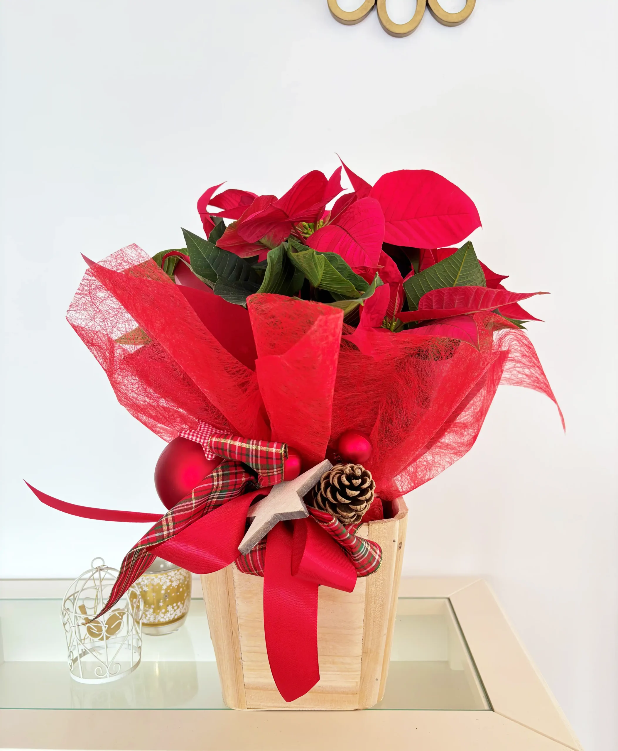 Poinsettia Natural