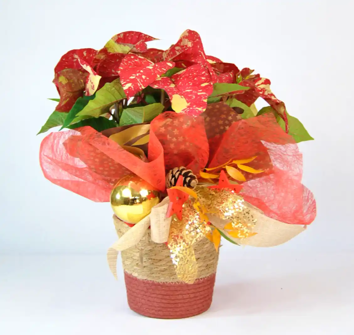 Comprar Poinsettia de Navidad online -Poinsettia picasso elegance