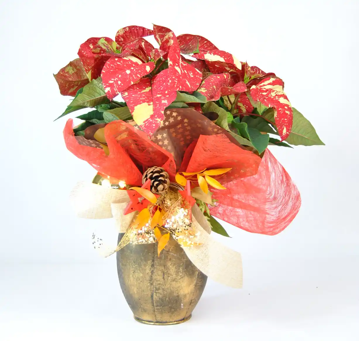 Comprar Poinsettia de Navidad online - poinettia picasso gold