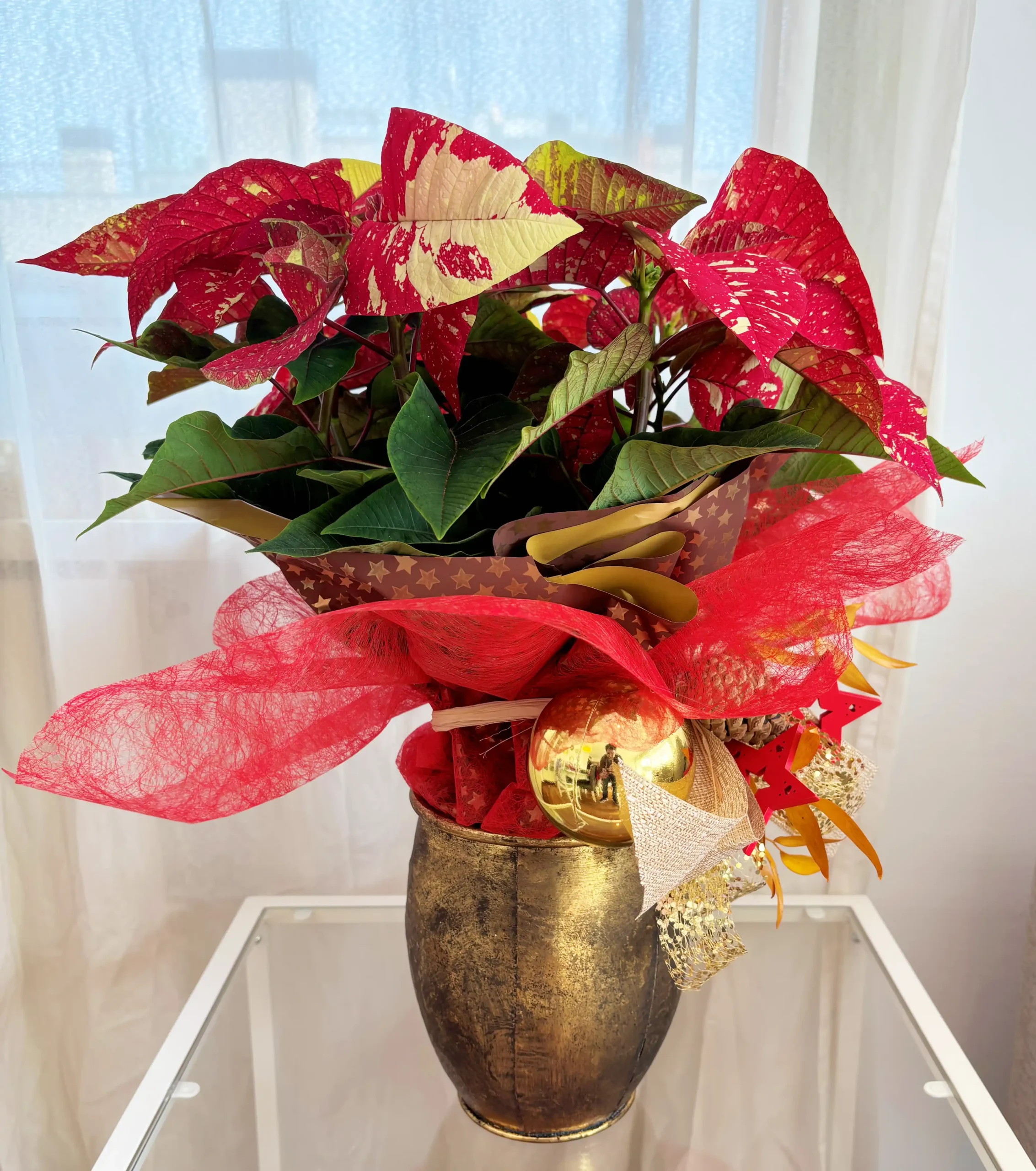 Poinsettia Picasso Gold
