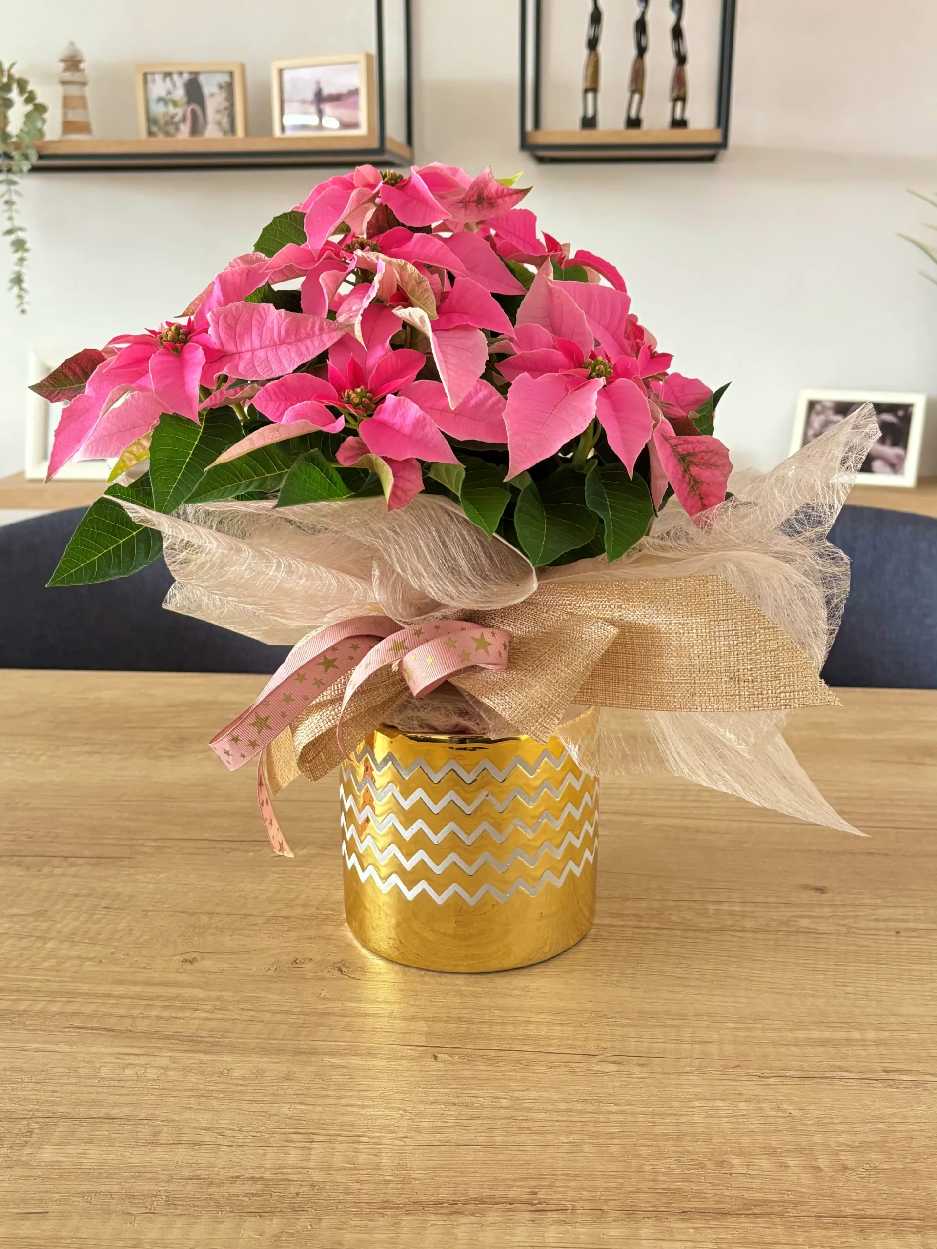 comprar Poinsettia rosa de Navidad