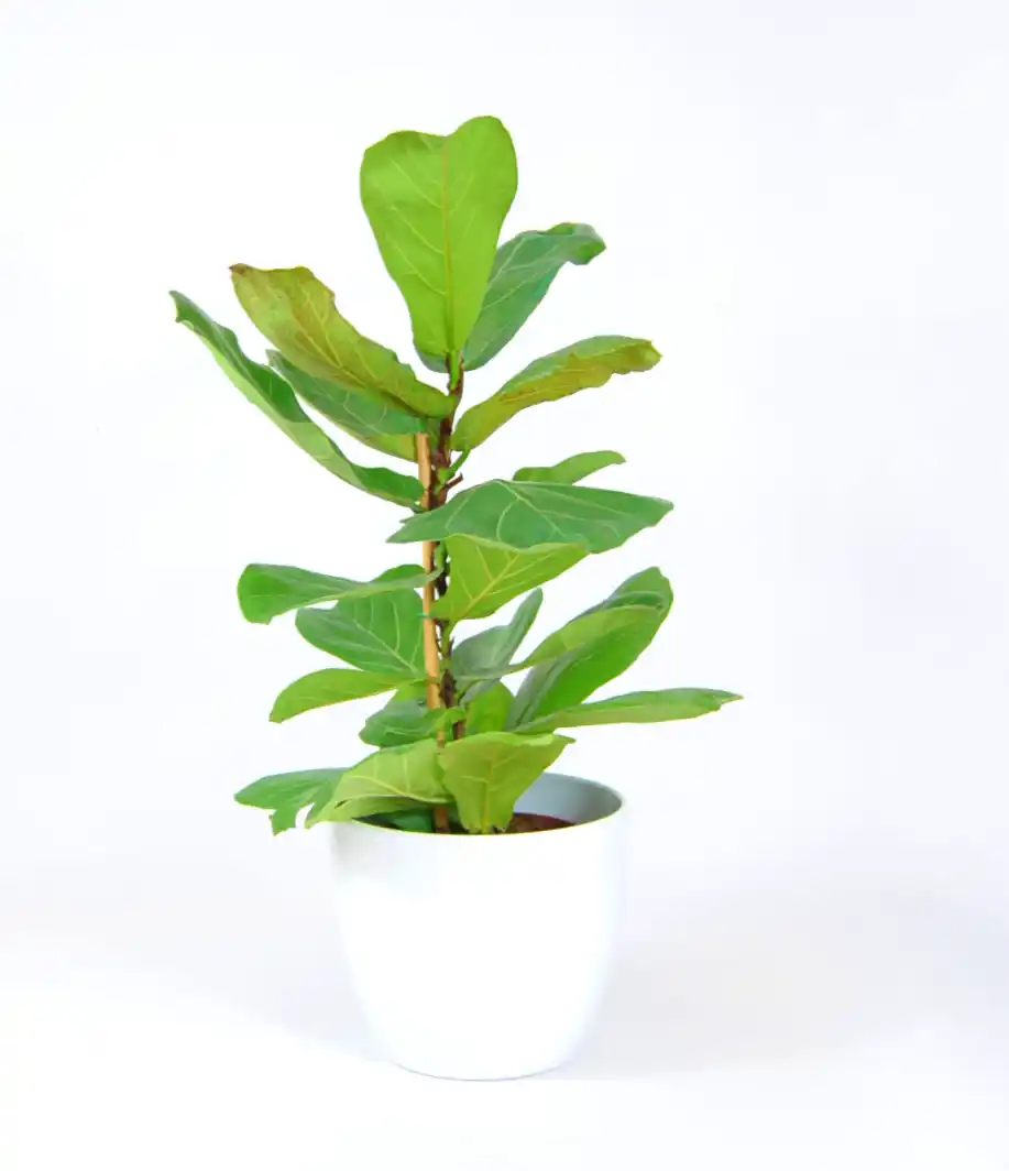 Ficus Lyrata