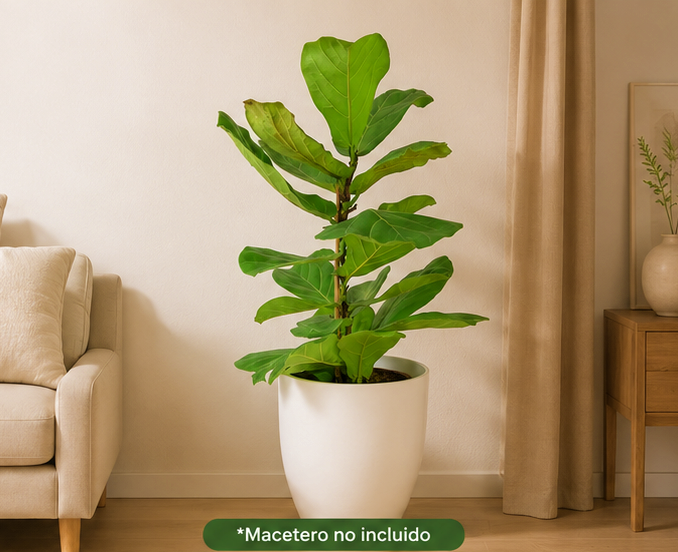 Ficus Lyrata